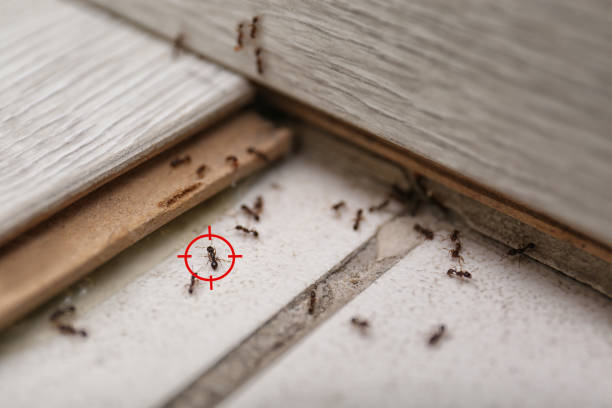 Best Local Pest Control Services  in Goose Creek, SC