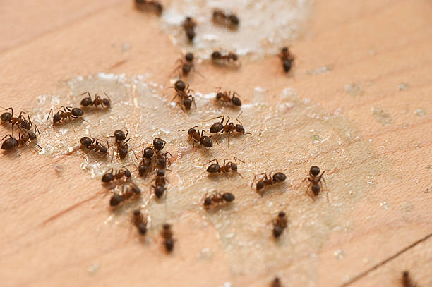 Best Pest Prevention Services  in Goose Creek, SC