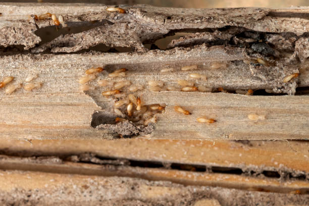 Best Best Pest Control Companies  in Goose Creek, SC
